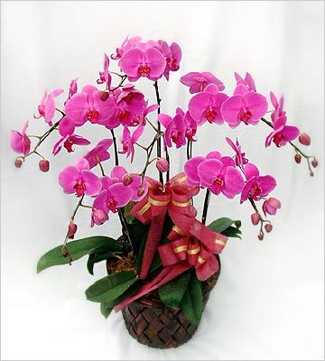 無錫花卉綠植租借與代管理 專業(yè)植物租賃服務(wù)提升環(huán)境品質(zhì)