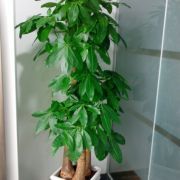 杭州航景園藝 專業(yè)花卉綠植租借與代管理服務(wù)