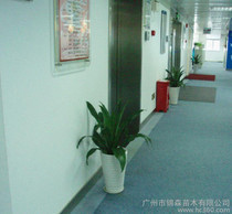 廣州綠植 價(jià)格、批發(fā)與廠家指南，及花卉綠植租借與代管理服務(wù)