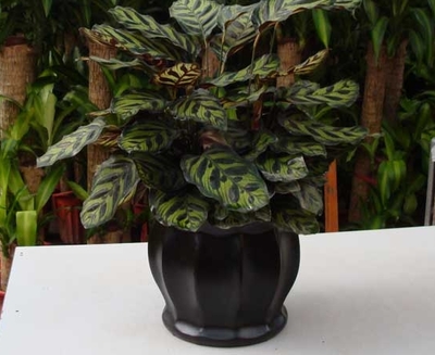 成都植物租賃 孔雀竹芋花卉綠植租借與代管理服務(wù)指南