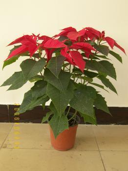 無錫花卉綠植租借與代管理服務(wù) 打造綠色辦公空間