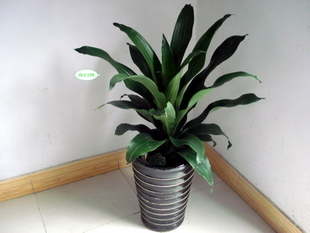上海辦公室植物租擺服務(wù) 綠植盆栽租賃與專業(yè)代管理