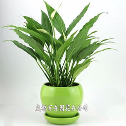 成都辦公室綠植租擺全指南 價格、方案設計一站式解析