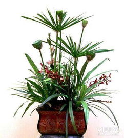 重慶主城植物租賃全解析 大花蕙蘭、綠蘿、發財樹與鮮花綠植租借服務