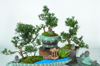 武漢綠植出租室內綠植養護,武漢園林養護別墅綠化陽臺
