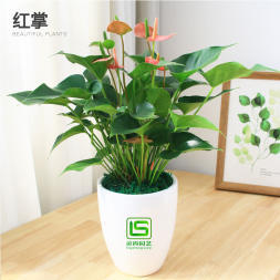辦公室花卉綠植租賃 花木銷售、花木出租、綠化工程等
