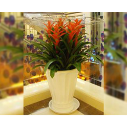專業綠植花卉租賃服務——合肥軒晨園藝，打造商場活力空間