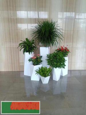 中山花卉綠植租擺 打造宜居生態空間，盡享綠色之美