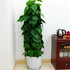 花卉綠植租借 讓自然之美流動(dòng)于生活與辦公空間的智慧選擇
