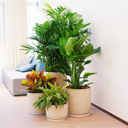 全紹興室內(nèi)盆栽綠植花卉出租出售及上門養(yǎng)護服務(wù)指南
